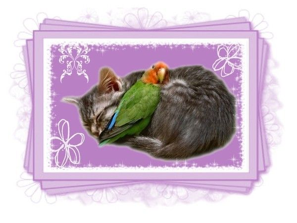 Chat et perroquet